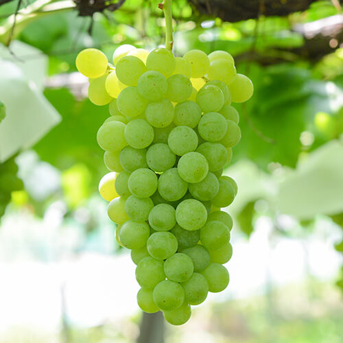 ヒムロッドシードレス