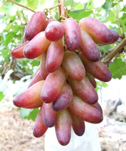 マニキュアフィンガー