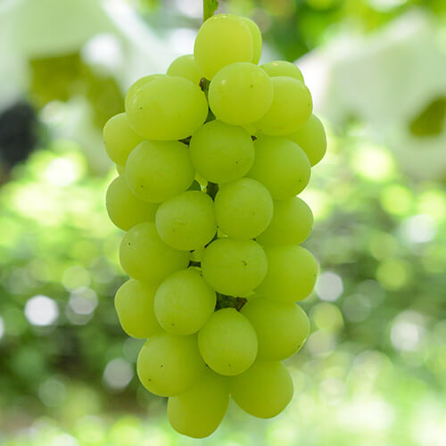 ヴェルニーナ・ビアンコ