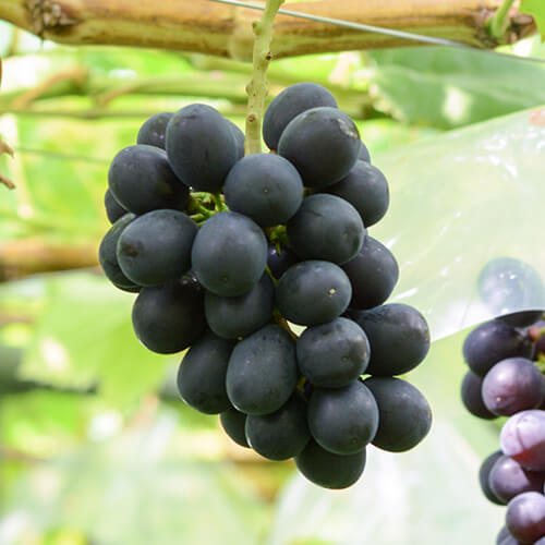 マスカット・ノワール