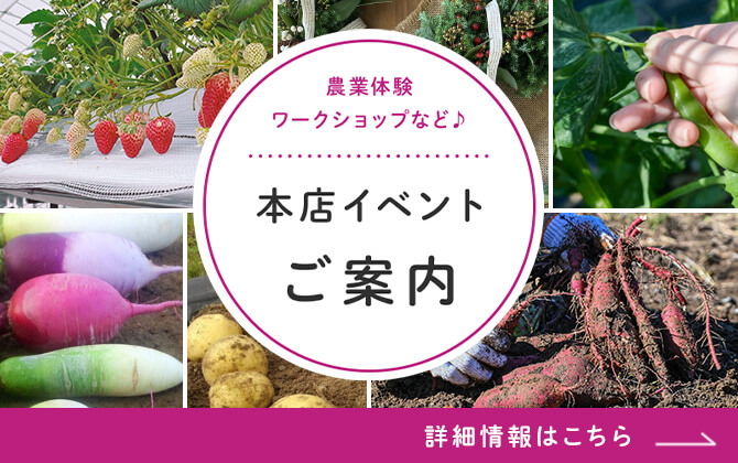 本店イベントのご案内