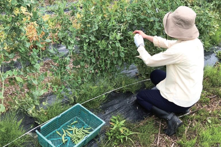 5/9（日）プチ収穫体験開催、参加者募集します「旬をもぎとれ！採れたて最高！スナップエンドウ！」