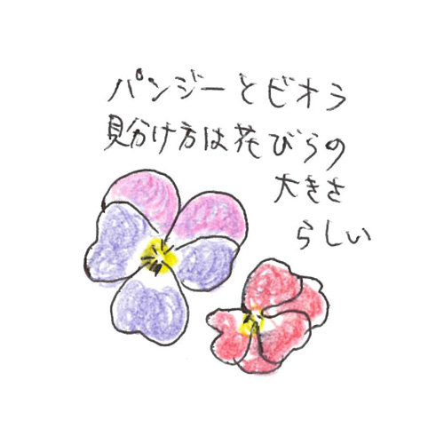 エディブルフラワー