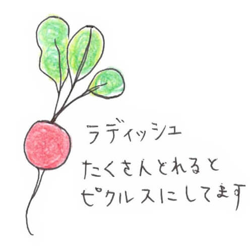 ラディッシュ