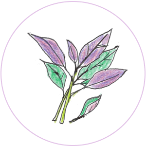 金時草（きんじそう）