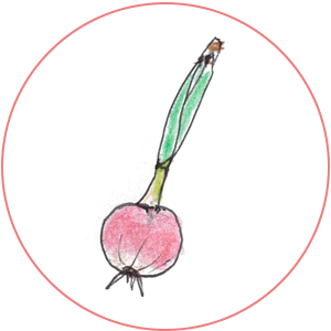 オニオンヌーボー（赤たまねぎ）