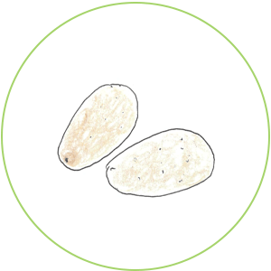 新じゃが（メークイン）