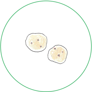 新じゃが（キタアカリ）