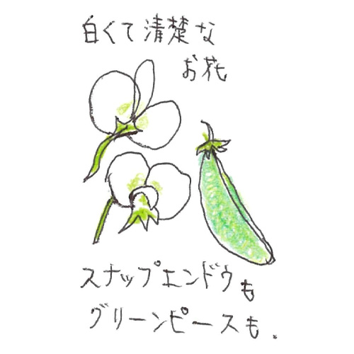 スナップエンドウ