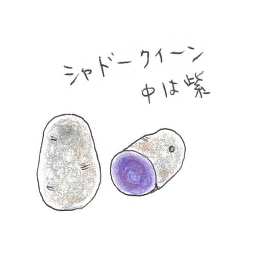 新じゃが（シャドークイーン）